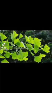 10 hạt cây ngân hạnh - cây bạch quả