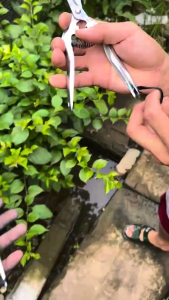 Kéo Tỉa Lá Nhật Bản Thép Không Gỉ Cao Cấp Kéo Tỉa Cành Dăm Cây Cảnh Bonsai Có Độ Bền Và Sắc Cao