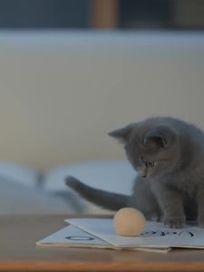 Sheba | Soft Pouch Kitten Wet Food