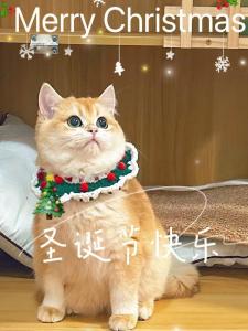 Cat Christmas Scarf Dog Bow Tie Cat Bib Knitting Saliva Towel Pet New Year Dress up Ornament Cute