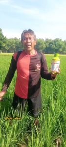 Obat Padi Sundep Paling Ampuh Andahipo 525 SL Obat Sundep Sistemik Kebun Cair