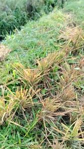 Sabit pembersih rumput/pembersih rumput bahan gergaji selendang