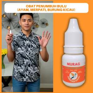 Obat Penumbuh Bulu Burung Kicau Setelah Mabung Cabul Ngurak Rontok Moulting