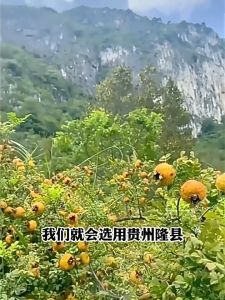 Dried prickly pear fruit 刺梨果干Guizhou specialty candied fruit flesh casual snacks 500g刺梨果干贵州特产蜜饯果脯小零食