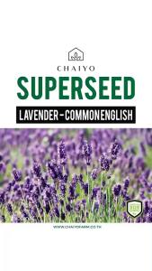 Lavender (Commonenglish) Herb Seeds  100 Seeds