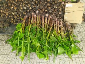 1 cây cuối cau  chuối cao lùn siêu trái( mua 10 tặng 1)