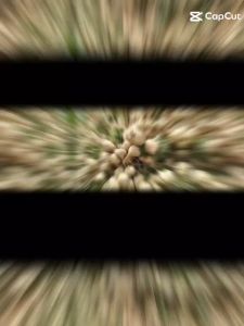 ( Gói 10 GRAM  )Hạt giống củ đậu siêu trái dễ trồng kháng bệnh tốt năng suất cao-Tổng kho hạt giống giá rẻ