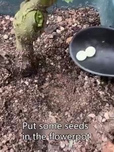 Plant Pest Control Insecticide Pesticides 200pieces for aphids sucking and chewing insects killer Natural Organic Pest Control Fungicide insecticide and pesticides for plants pesticide and insecticide for vegetables