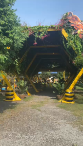 Giant B Bee Pupa Health Supplement 20gm