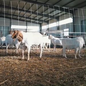 Hog Wire 7 8 9 10 Holes Hot Dipped Galvanized Fence Farm Mesh Livestock Sheep Cattle Rust-proof Protection Fence