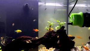 ปั้มดูดน้ำ ไดร์โว่ดูดน้ำ220v ปั๊มน้ำ ปั้มน้ำแรงดัน ไดโว่ดูดน้ำ เครื่องสูบน้ำ ใส่น้ำ ไดโว่ ปั๊มจุ่ม - ราคา 2,490 บาท