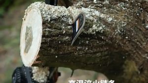 10 ปี รับประกัน เลื่อยตัดกิ่งไม้สูงไฟฟ้า 1.7-2.7 เมตร มอเตอร์ไร้แปรง ตัดแต่งกิ่งไม้ กรรไกรแบบชาร์จแบต เสริมประสิทธิภาพและยอดขนาด กรรไกรไฟฟ้าได้สาย แบบเตอรี่ลิเธียม