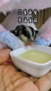 Critter Love HPW sugar glider HPW