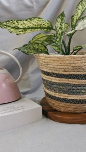 Plant Basket Planters Sea Grass Rattan Basket in Stripe with handle size 21cmX16.5cm