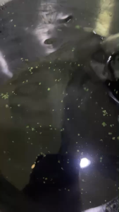 แชมพูผิวมะกรูด และครีมนวดผมสมุนไพรทองพันชั่ง โฮมเมด ออร์แกนิค ขนาด 500 และ 300 มล.