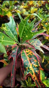 Puring Red Exotic