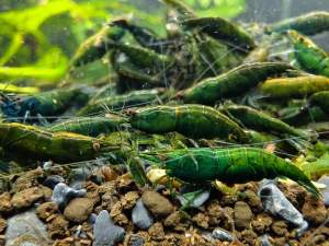 Tép cảnh màu Green Jade hạng A+ size sinh sản trang trí hồ thuỷ sinh cá cảnh