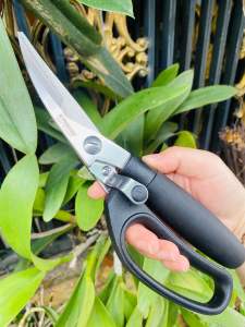 Kéo cắt gà vịt Nhật hiệu kaisho nội địa sắc bền dùng khỏi chê