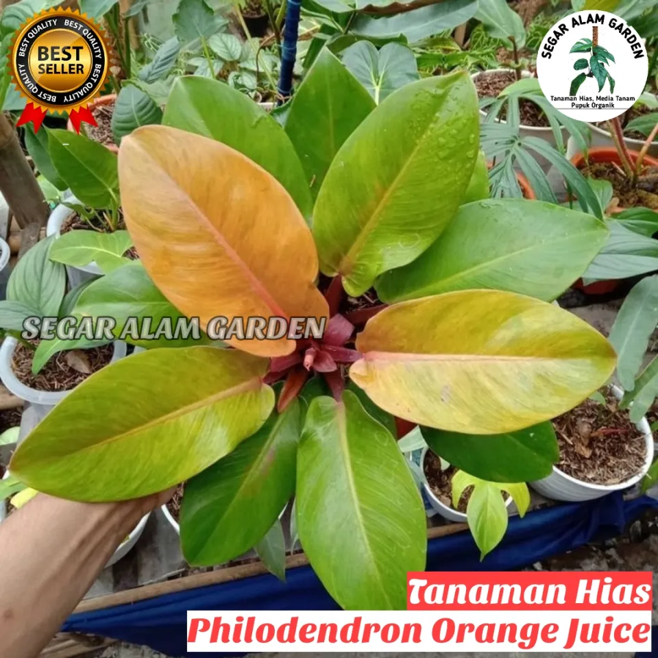 Tanaman Hias Philodendron Orange Juice - Philo Orange JUS Dekorasi Taman  Dengan Tanaman Hias Tanaman Hidup Untuk Interior Philodendron Untuk Suasana  Segar - Lazada | Lazada Indonesia