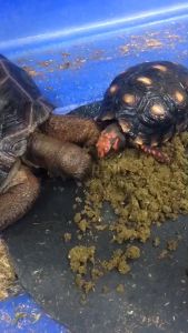 FREE SHIP Bò Sát Rùa Cạn CHÍNH HÃNG Thức Ăn Rùa Cạn T Balance 1kg Dành Cho Rùa Cạn Bò Sát