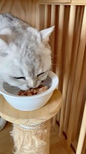 INABA Ciao 60g Full Price Adult Cat Wet Food & Deep Sea Fish Cat Treats