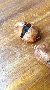 Buah Zuriat Belah Promil Grade A zuriat Madinah Kembar Juriat Buah Promil Jsr