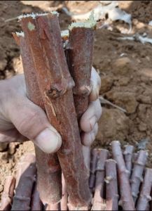 bibit singkong mentega kuning isi  1ikat 15 potong ukuran  20 cm (bonus 1 potong)