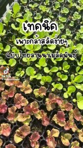 เมล็ดพันธุ์ผักสลัด เรดคอส พันธุ์วันเดอร์เรด ( ขนาด 0.5 กรัม ) รหัสสินค้า 3019