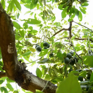 pupuk booster alpukat 100ml - mempercepat pertumbuhan akar - meningkatkan hasil panen