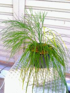 หวายทนอย เฟิร์น ในกระถางตามภาพมีแค่ 1ชุด