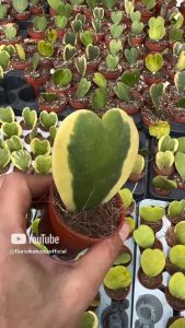 Hoya Love Variegata Warna Emas - Tanaman Hias Daun Putih Valentinis