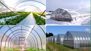 UV Plastic Sheet 200 microns 2×10/3×5/3×10/3×15/4×10/5×10M For Greenhouse Polyethylene Plastic Cover Topquality