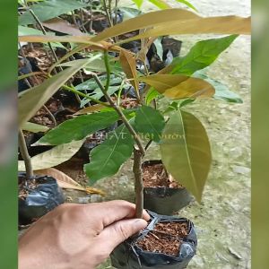 Cây Lộc Vừng giống - Cây Mưng giống - Cây Chiếc giống