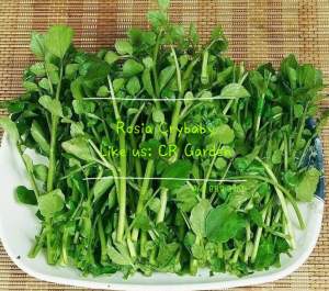 Watercress 30 seeds 西洋菜30粒 可种植在Peat Moss泥土 20-30cm can plant with Peat Moss