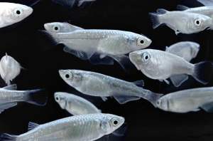 🔥CKH Aquatic🔥 Medeka Ricefish Platinum Black Orange 稻田鱼 白 黑 橙