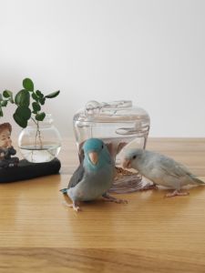 Hand-Feed Tiger Skin Peony Xuanfeng Xiaotai Parrot Young Bird Learn to Eat Anti-Crawling Dirty Throwing Automatic Feeding Box Feed Basin