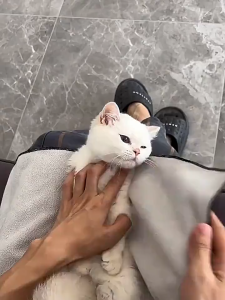 Cat Wrapping Blanket Purrfect Pet Restraint Fo Grooming Magic Self Stick Fabric Safe Cozy Kucing Kain Ajaib