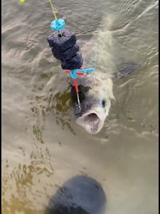 Cara Baru Memancing Ikan Mas Perak Ikan Mas Bighead Hook Set Kubus Umpan Keaan Khas Flap Cangkuk Air Raksasa Umpan Memancing Anti-Dasar Batang Pancing eskopik