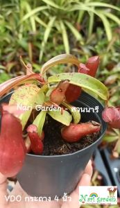 ต้นหม้อข้าวหม้อแกงลิง พันธุ์ N.Mirabillis x Gracilis Red (มิราxกราซิลิสแดง) 3 นิ้ว ส่งแบบมัดตุ้ม เนื้อหาที่เกี่ยวข้อง: มิรา, กระถาง, มินิเอล์, เนื้อหาเงิน, เนื้อหาทอง, สี