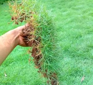 Rumput Peking rumput jepang untuk 1 makam rumput 2meteran
