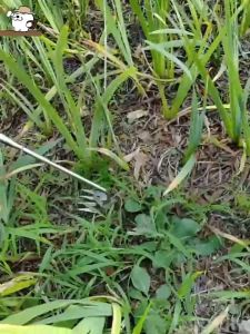 เครื่องมือดึงวัชพืช สแตนเลสขุดวัชพืชมือ ฟัน 5/6/11 เครื่องกําจัดวัชพืชด้วยมือ การถอนรากหญ้าแบบใช้มือถือ สนามหญ้า