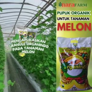 Pupuk organik padat untuk tanaman melonPupuk nutrisi untuk melonPupuk penyubur tanaman melon