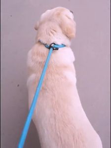 Pet Leash with Padded Highly Reflective Threads Dog Leashes for Small Medium Large Dogs