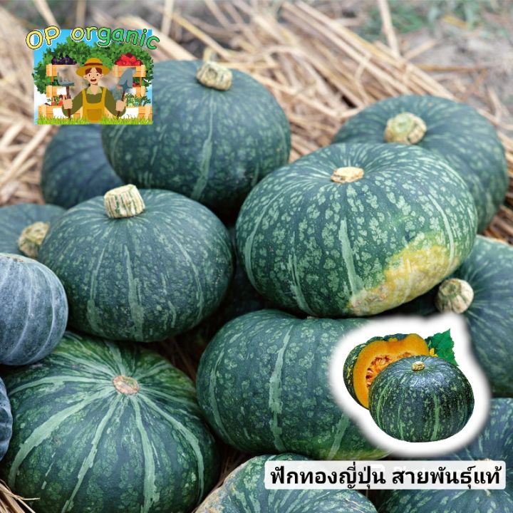 เมล็ดพันธุ์ฟักทองญี่ปุ่น OP 25เมล็ด ปลูกง่าย ผลดก