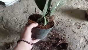 media tanam anggrek mos hitam akar kadaka siap paki 1 kg