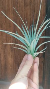 Tillandsia stricts Hybrid/ Airplant Stricta Hybrid/ 空气凤梨- 多國花交種/ 空气草-多國花交種