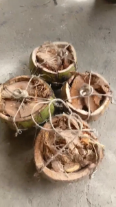 CJC Coconut Shell planters with rope handles for hanging natural brown and green color rustic garden decor-Native Bunot-Random Size(4pcs/set)