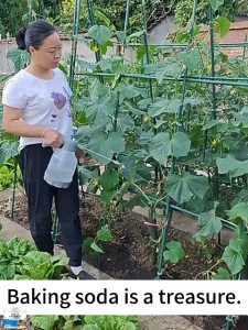 Ultra Boost Fertilizer For Plant 300g Sodium Bicarbonate Agricultural Baking Soda Increase 3 Times Production Rooting Hormones For Plant Cuttings