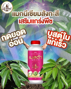 หมดปัญหามะนาว แตกใบซ้ำ ใบไม่แก่ ติดดอกยาก ครบจบเรื่องใบแก่ในขวดเดียว ใบสมบูรณ์ หยุดยอดเดิน กดใบอ่อน เร่งใบแก่ แก้อาการใบแก้ว ใบลาย (เมลด้า ขนาด 1 ลิตร)