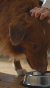 อาหารสัตว์เพื่อสุขภาพและอร่อย 1 กก./แพ็ค